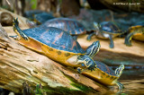 Two Turtles