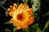 Gardens049.jpg