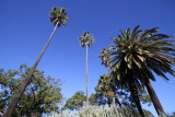 Palm trees - Macarthur Park - Camden