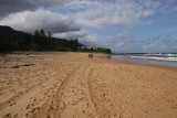 Coledale Beach