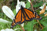 Wanderer (Orange) Butterfly