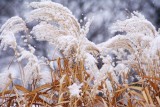 Snow on Reeds