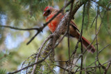 Juvenile Cardinal