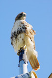 Coopers Hawk