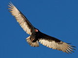 Turkey Vulture: Pismo Beach