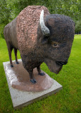 Bison - Forsyth, MT