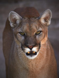 Cougar: Roswell, NM