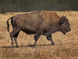 A Young Buffalo