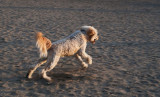 Dog at beach #2