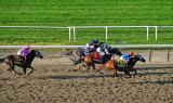 In the stretch - Belmont Stakes 2009