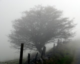 Tree in Irish mist.