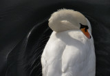 Swan on the river Lee