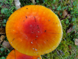 An Irish mushroom with bug