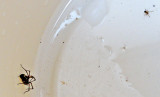 No snakes, but Ireland has spiders.