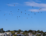 Flocking to Provincetown
