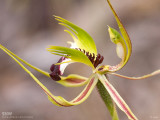 Eastern Mantis Orchid