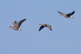 Kolgans / White-fronted Goose