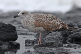 Geelpootmeeuw / Yellow-legged Gull