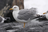 Geelpootmeeuw / Yellow-legged Gull