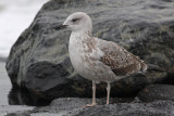 Geelpootmeeuw / Yellow-legged Gull