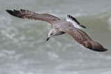 Geelpootmeeuw / Yellow-legged Gull