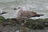 Geelpootmeeuw / Yellow-legged Gull