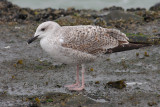 Geelpootmeeuw / Yellow-legged Gull