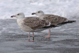 Grote Mantelmeeuw / Great Black-backed Gull