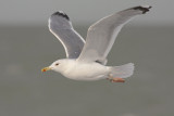 Pontische Meeuw / Caspian Gull