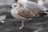 Geelpootmeeuw / Yellow-legged Gull