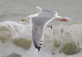 Pontische Meeuw / Caspian Gull