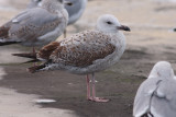 Pontische Meeuw / Caspian Gull