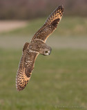 Velduil / Short-eared Owl