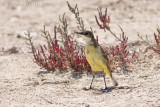 Balkankwikstaart / Black-headed Wagtail