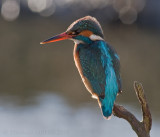 IJsvogel / Common Kingfisher