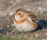 Sneeuwgors / Snow Bunting