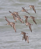 Kanoet / Red Knot