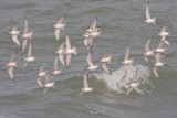 Kanoet / Red Knot