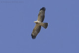 Wespendief / Honey Buzzard