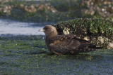 Kleine Jager / Arctic Skua