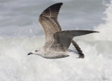 Geelpootmeeuw / Yellow-legged Gull