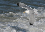 Zilvermeeuw (Larus argentatus)