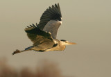 Blauwe Reiger / Grey Heron