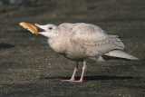 Grote Burgemeester / Glaucous Gull