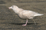 Grote Burgemeester / Glaucous Gull