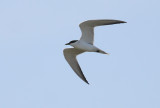 Lachstern / Gull-billed Tern