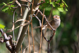 3007   Clay-colored Sparrow