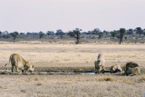 Lions at Bedinkt