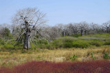 Baobab Forest