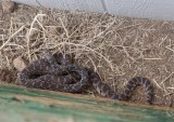  <b>1512 Sonoran Gopher Snake</b>